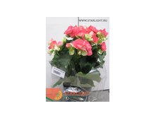 Бегония цветущая (30) 355.00