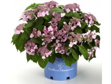 Hydrangea () m. Endless Summer Twist & Shout P19/C3 - 17,6