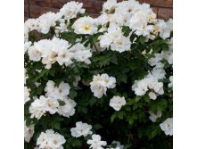 Rosa () White Knock Out C5 - 7,81