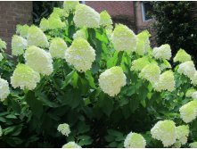 Hydrangea () pan. Limelight P17/C2 40-50 CM    - 6,4