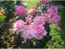 Rosa () Princesse De Monaco C5 - 7,81