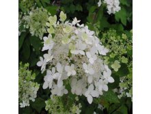 Hydrangea () pan. Angels Blush C5 - 4,79