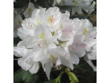 Rhododendron (-) hubr. Catawbiense Album - 10,96