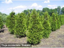 Thuja () occidentalis Brabant - 6,72