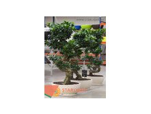 Фикус Микрокарпа (110) 9 995.00