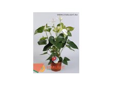 Антуриум Суми Уайт (70) 860.00
