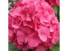 Hydrangea () m. Sibilla Masja P19/C3 20-25 CM - 5,6