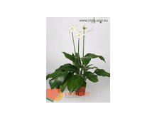 Эухарис Грандифлора (80) 1 250.00