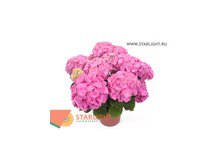 Гортензия Розита (40) 895.00