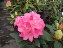 Rhododendron (-) hubr. Krolova Bona / Royal Candy = 13,15