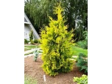 Thuja () occidentalis Yellow Ribbon - 3,86