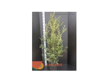 Османтус Бурквуди (170) 3 700.00