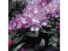 Rhododendron (-) yak. Caroline Allbrook - 10,96