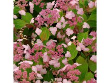 Hydrangea () serr. Avelroz P19/C3 25-30 CM - 8,8