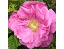 Rosa () Charles Albanel C5 - 4,4