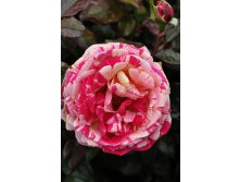 Rosa () Broceliande C5 - 9,04