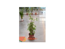 Драцена Суркулоса (100) 5 500.00