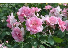 Rosa () Centenaire de Lourdes Rose C5 - 8,89