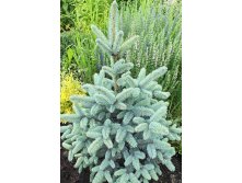 Picea () pungens Blue Mountain - 40,32