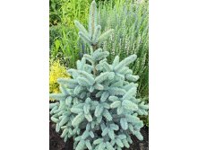 Picea () pungens Blue Mountain - 40,32