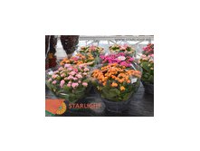 Каланхоэ Каландива (30) 445.00