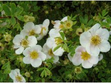 Potentilla () fruticosa Tilford Cream - 3,3