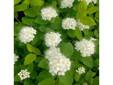 Spiraea () betulifolia Tor - 3,3