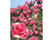 Rosa () Candy Land C5 - 12,95