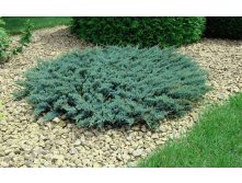 Juniperus (-) horizontalis Blue Chip - 4,2