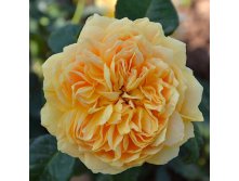 Rosa () Cent Idees Jardin C5 - 11,19