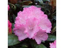 Rhododendron (-) yak. Wladyslaw Lokietek / Royal Rosy - 12,33