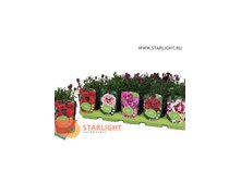 Гвоздика (20) 169.00