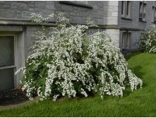 Spiraea () vanhouttei - 3,3