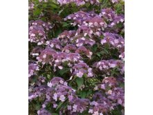 Hydrangea () asp. Hot Chocolate P23/C5 30-40 CM - 17,9