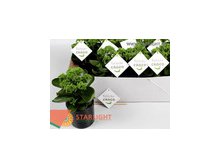 Каланхоэ Кроко (25) 355.00