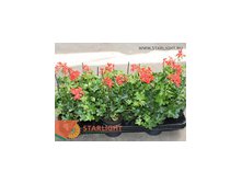 Пеларгония Балкон (25) 149.00