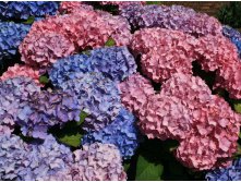 Hydrangea () m. Bouquet Rose P19/C3 20-25 CM - 5,6