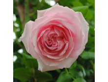 Rosa () Sir John Mills C5.5 - 19,04