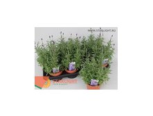Лаванда Ангустифолия Хайдкод (35) 255.00
