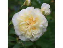 Rosa () Lady Romantica /   C5 - 7,81