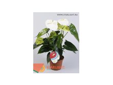 Антуриум Бьянко (50) 695.00