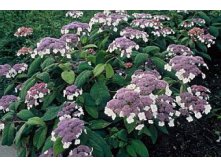 Hydrangea () asp. Macrophylla P19/C3 30-40 CM - 7,1