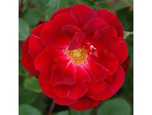 Rosa () Capel Manor House C5.5 - 17,86