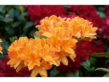 Rhododendron (-) prinoph. Golden Lights - 10,96