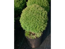 Thuja () occidentalis Teddy - 4,2