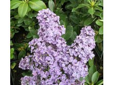 Syringa () vulg. Sumerki - 7,8