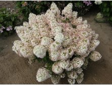 Hydrangea () pan. Bobo P19/C3 40-50 CM - 9,6