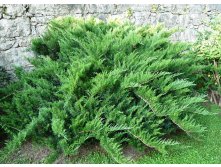 Juniperus (-) sabina Tamariscifolia - 4,2