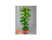 Сциндапсус (150) 2 995.00