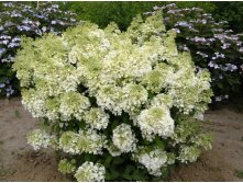 Hydrangea () pan. Bombshell C5 - 4,79